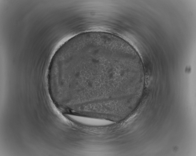 X0000096670995200802261448