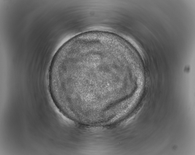 X0000096670999200802261448