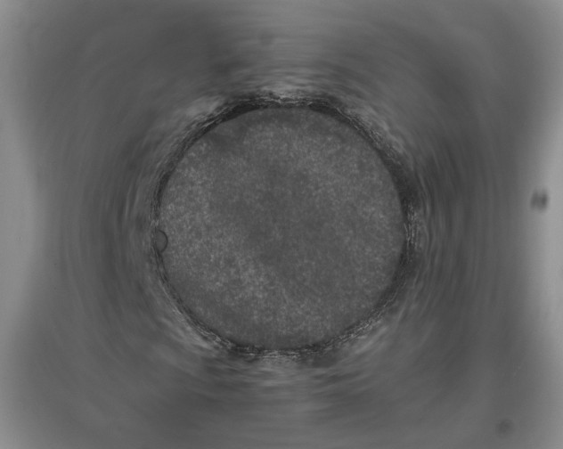 X0000096671009200802261447