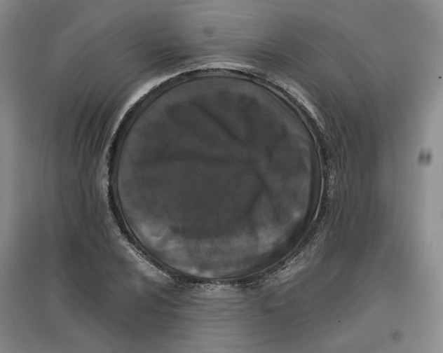 X0000096671024200802261447