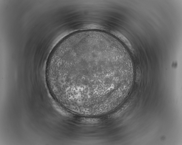 X0000096671039200802261447