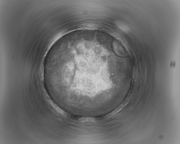 X0000096671083200802261446