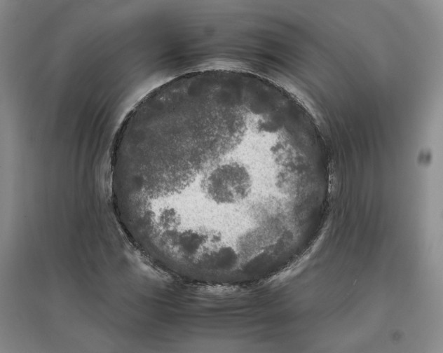 X0000096671117200802261445