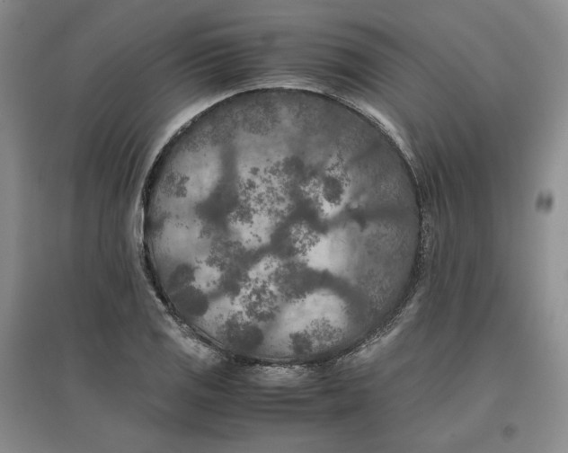 X0000096671125200802261446