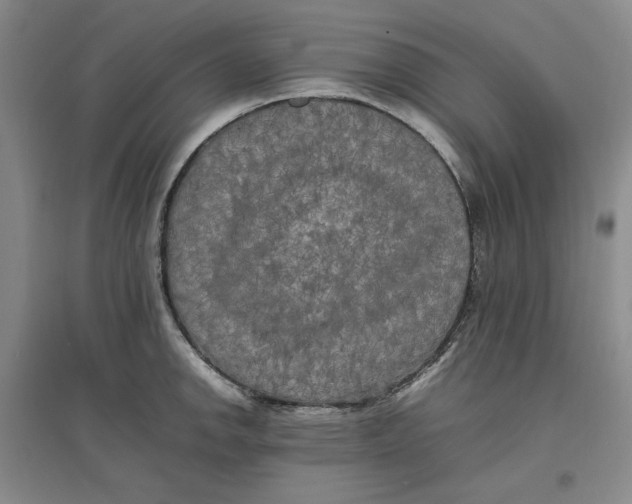 X0000096671142200802261446