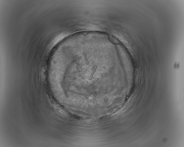 X0000096671163200802261445