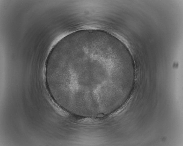 X0000096671179200802261445