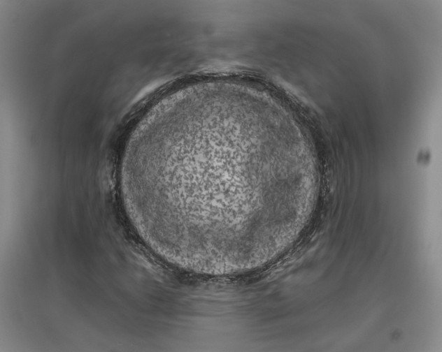 X0000096671206200802261444