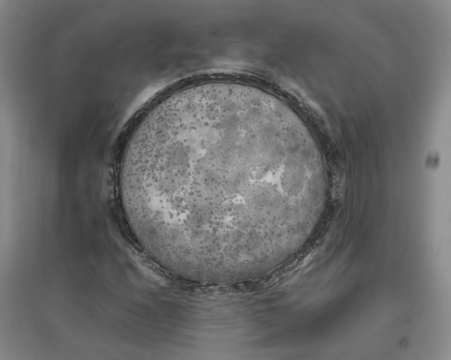 X0000096671208200802261444