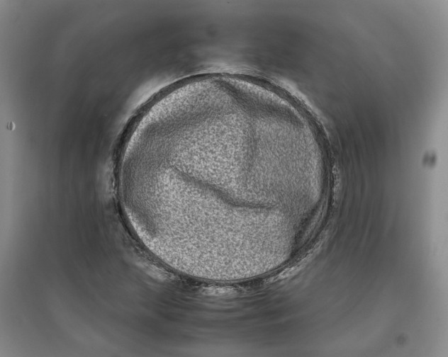 X0000096671215200802261444