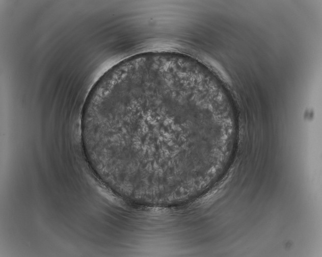 X0000096671226200802261444