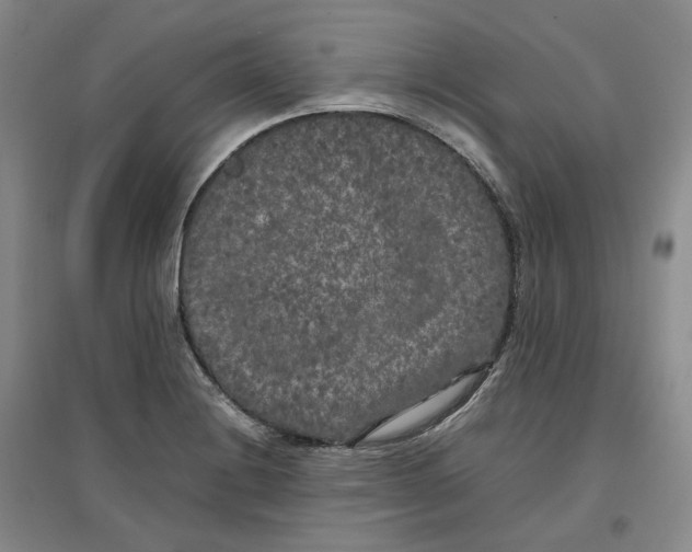 X0000096671228200802261444