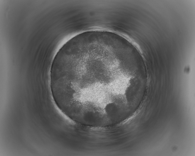 X0000096671239200802261444