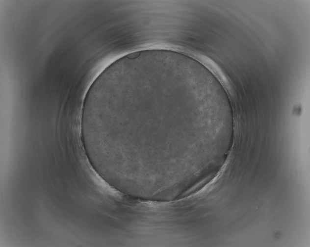 X0000096671244200802261444