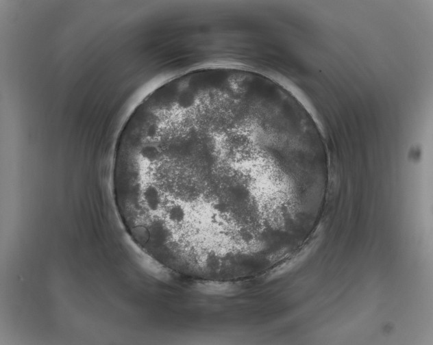 X0000096671245200802261444