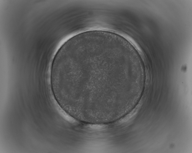 X0000096671246200802261444