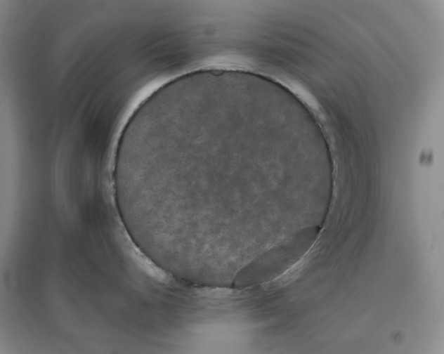 X0000096671248200802261444