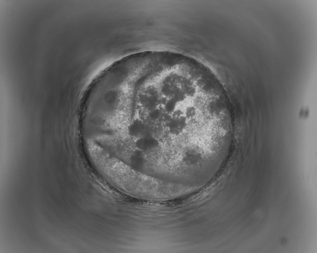 X0000096671263200802261444