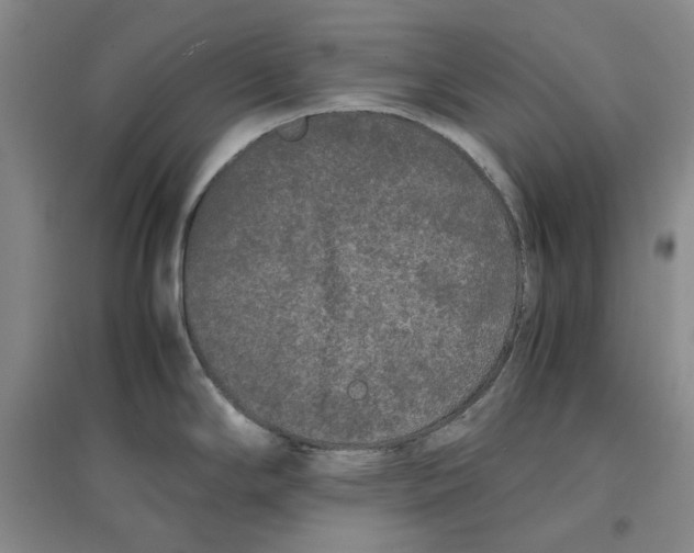 X0000096671294200802261443