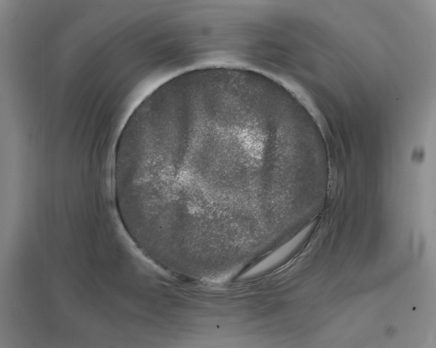 X0000096671295200802261443