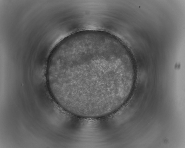 X0000096671314200802261443