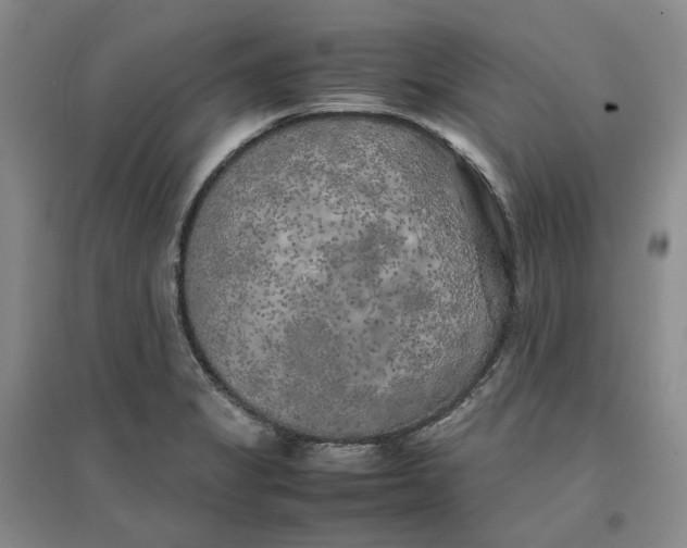 X0000096671325200802261443