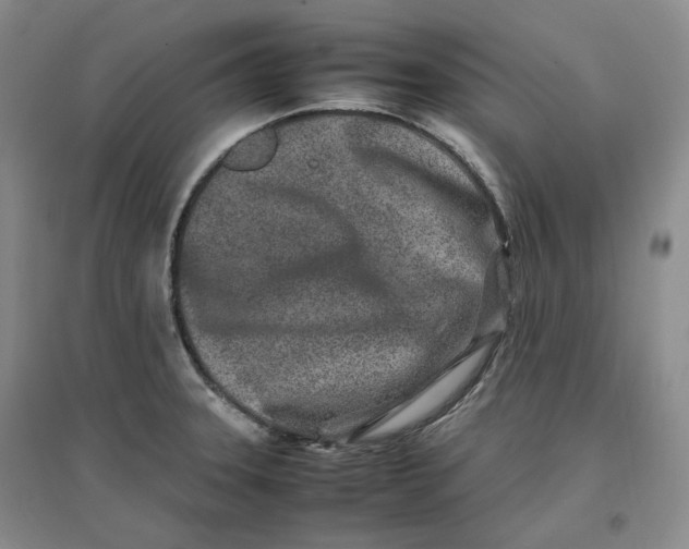 X0000096671331200802261443