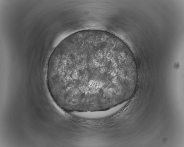 X0000096671383200802261442