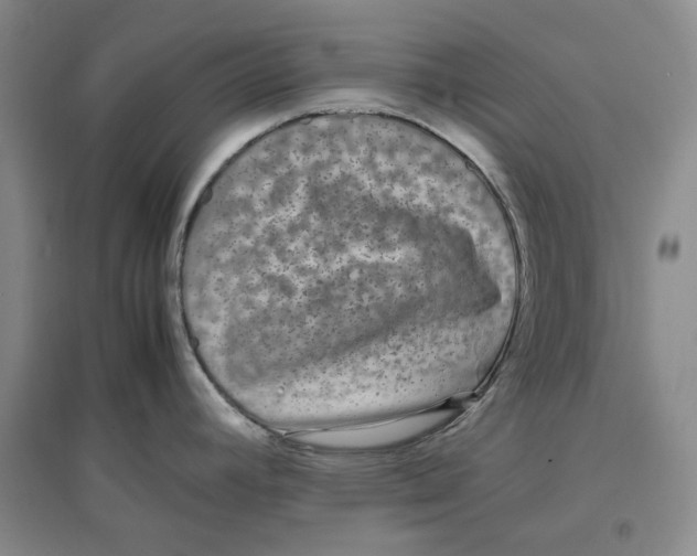 X0000096671392200802261441