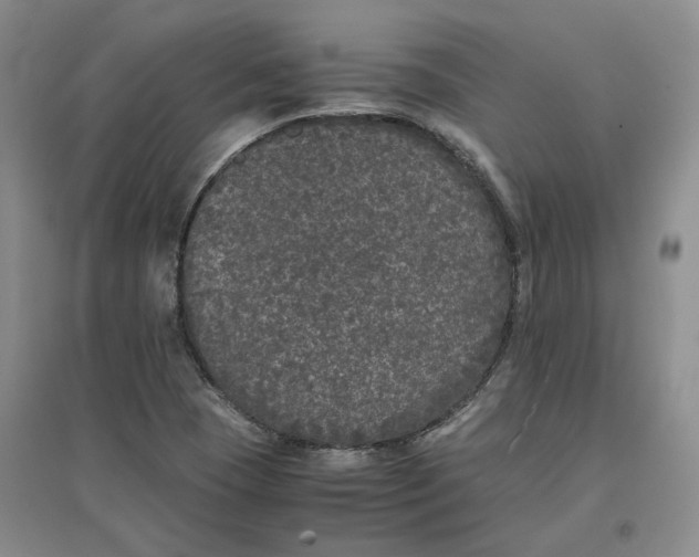 X0000096671409200802261441