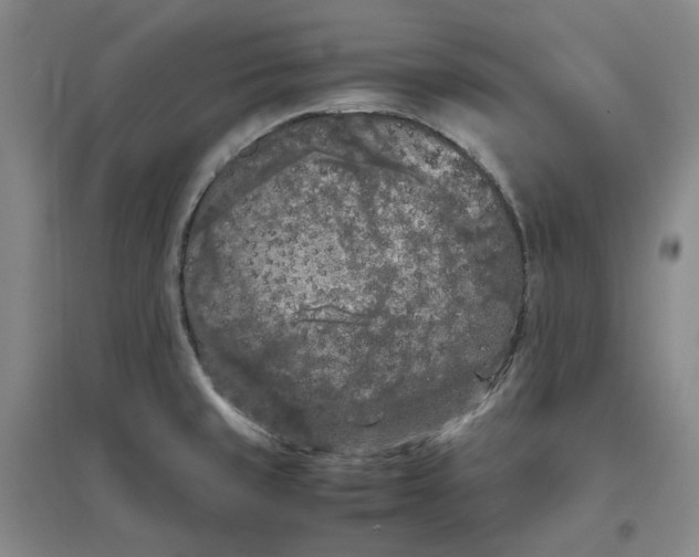 X0000096671429200802261441