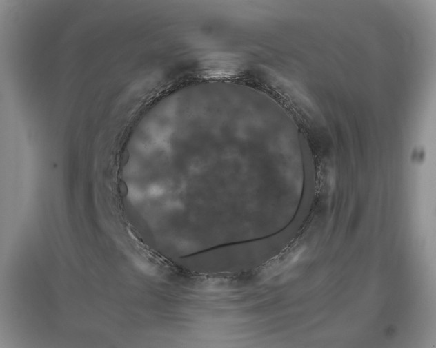 X0000096671441200802261441