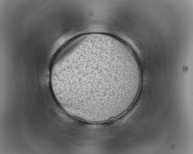 X0000096671461200802261440