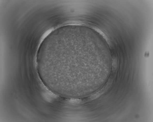 X0000096671466200802261440