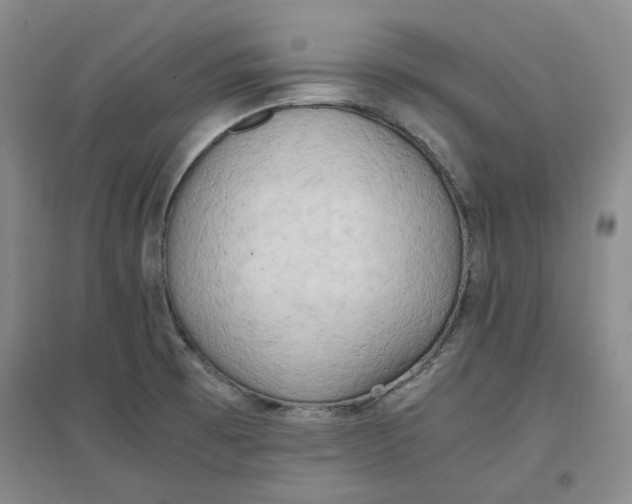 X0000096671473200802261440