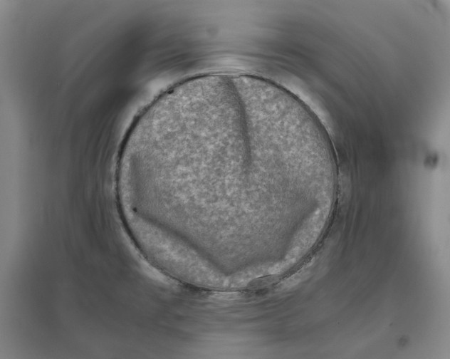 X0000096671477200802261440