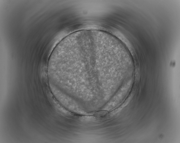 X0000096671481200802261440