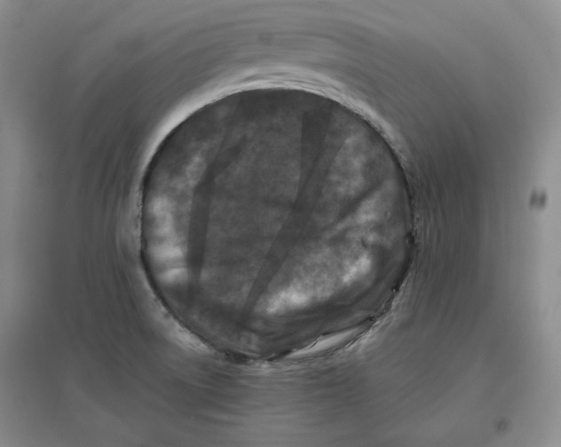 X0000096671522200802261440