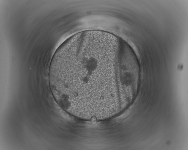 X0000096671529200802261440