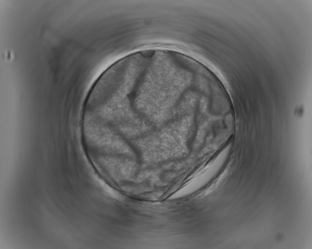 X0000096671533200802261440