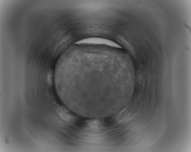 X0000096670074200803041229