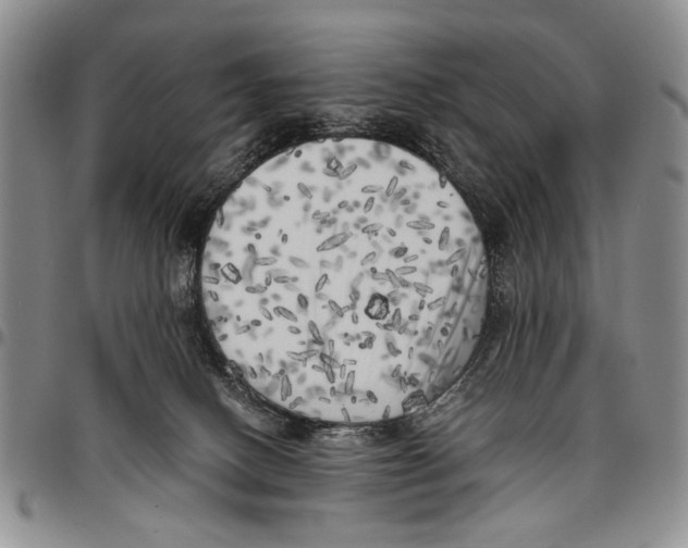 X0000096670082200803041229