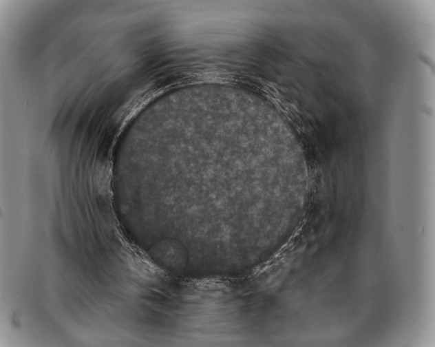 X0000096670146200803041227
