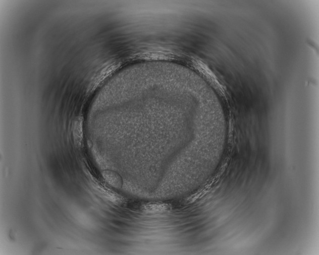 X0000096670202200803041227