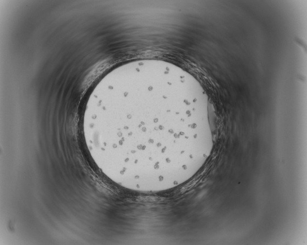 X0000096670242200803041226