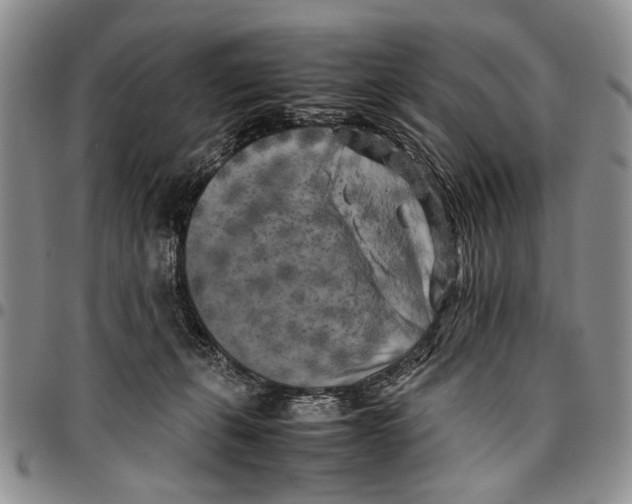 X0000096670271200803041226