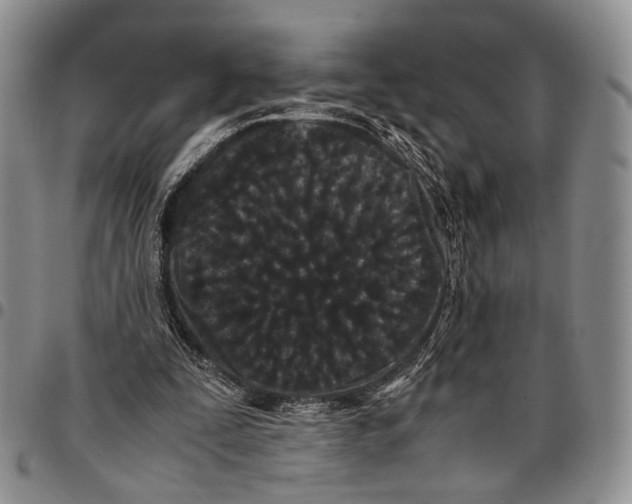 X0000096670295200803041226