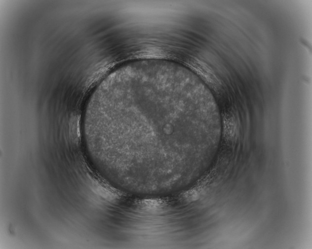 X0000096670302200803041226