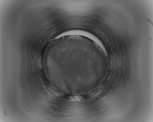 X0000096670316200803041226