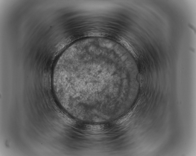 X0000096670349200803041225